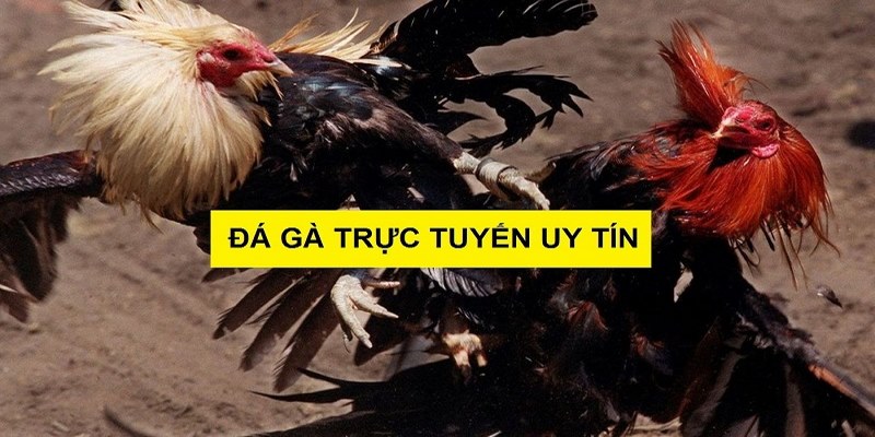 Hướng dẫn xem đá gà trực tiếp hôm nay miễn phí tại W88