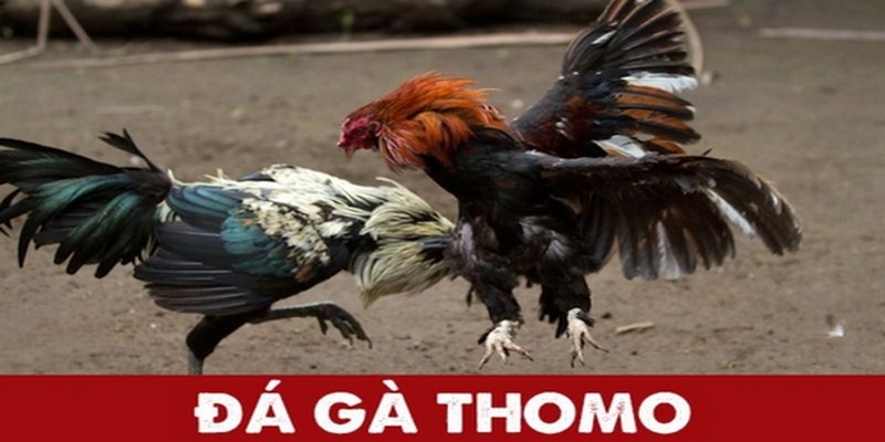 Ưu điểm xem đá gà trực tiếp thomo tại W88