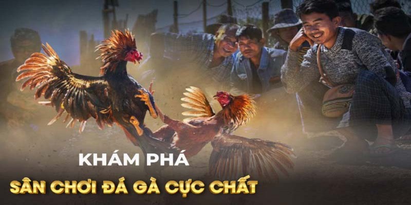 Thông tin cơ bản về trực tiếp đá gà Thomo 999