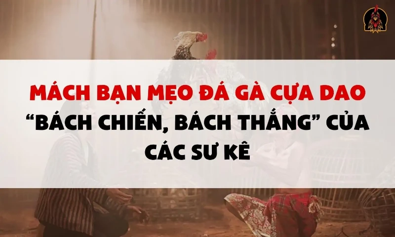 Những thông tin về trò chơi đá gà cựa dao người chơi cần nắm rõ