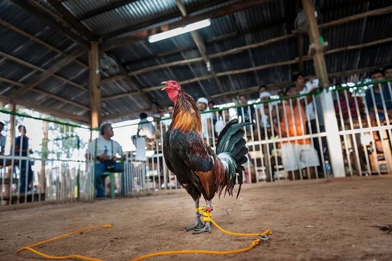 Mẹo đá gà cựa dao mang lại hiệu quả tốt cho người chơi